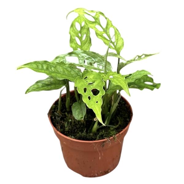 Горшечные цветы и растения оптом Monstera Obliqua Peru от 1шт из Голландии с доставкой по России