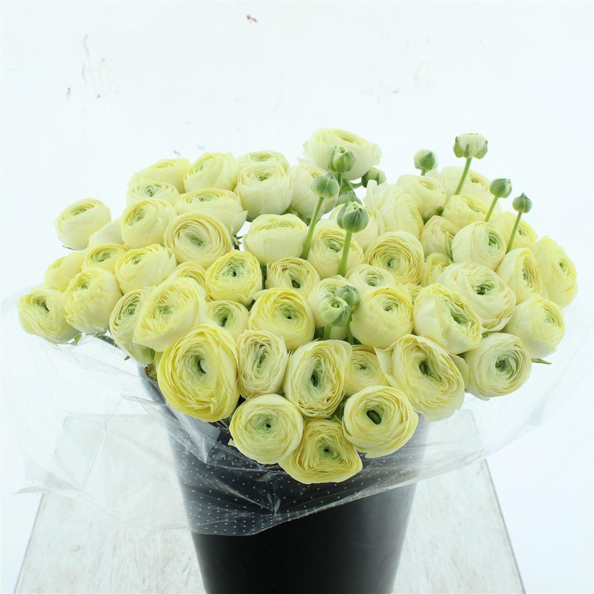 Срезанные цветы оптом Ranunculus succes commedia от 50шт из Голландии с доставкой по России