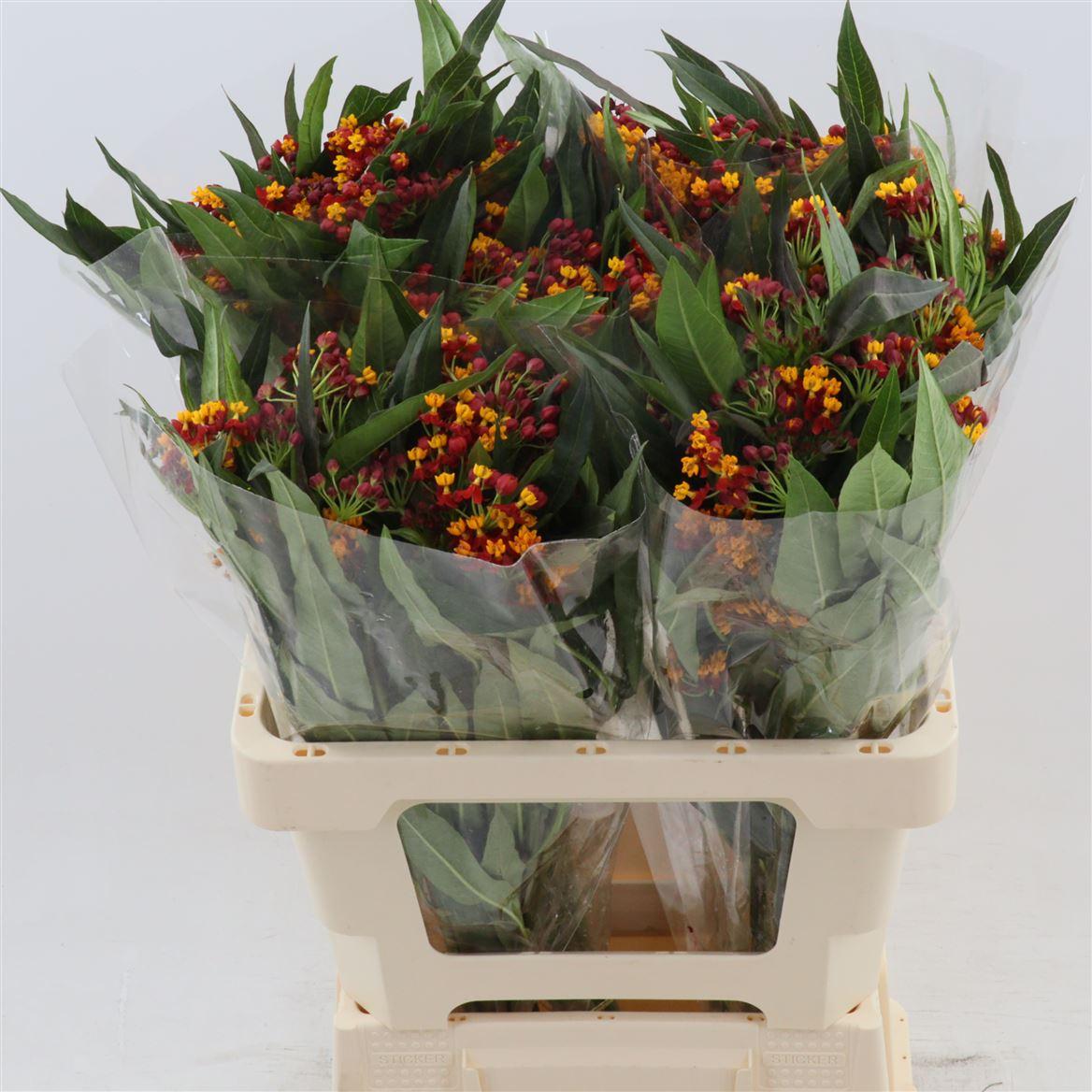 Срезанные цветы оптом Asclepias serenade от 50шт из Голландии с доставкой по России