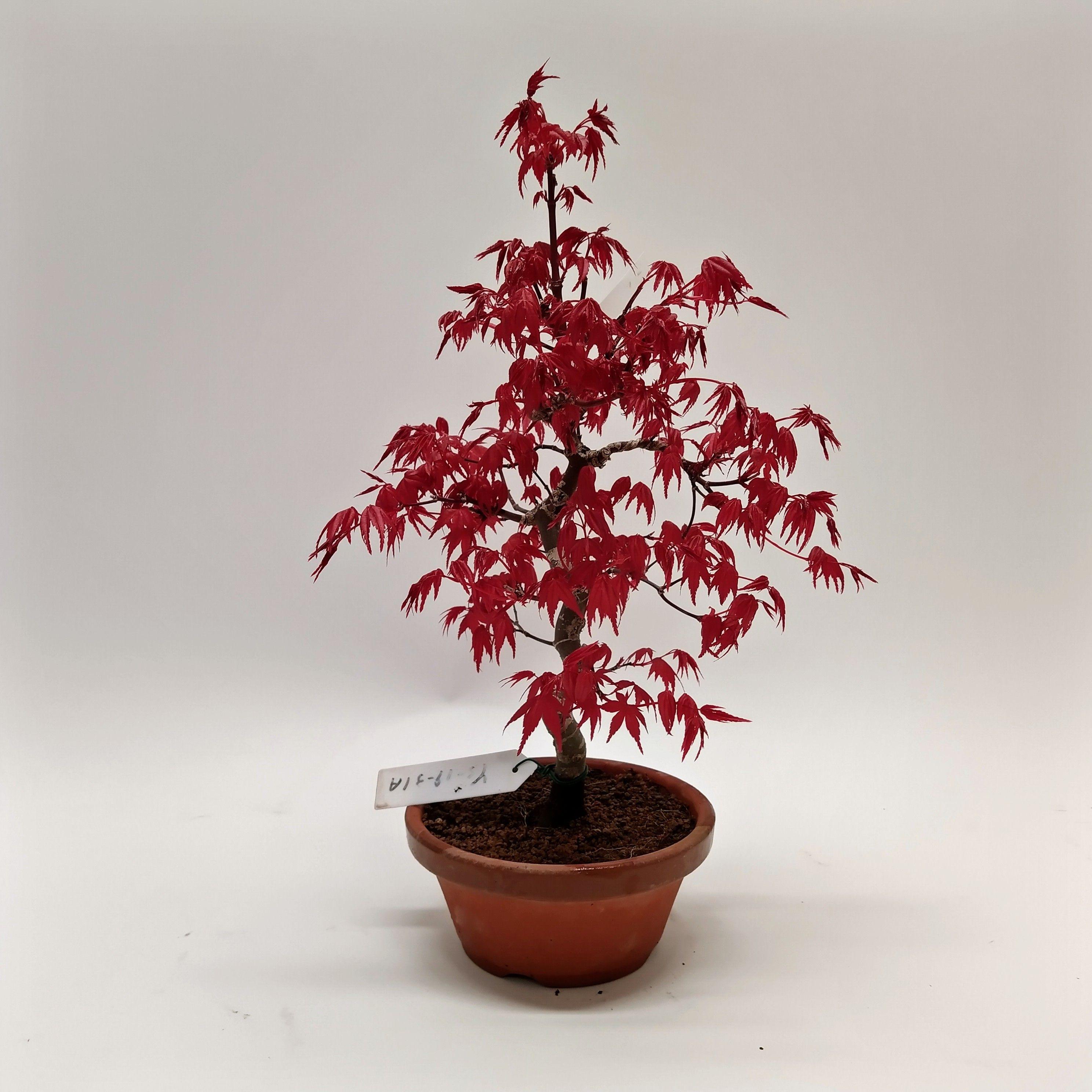 Горшечные цветы и растения оптом Bonsai Pinus от 1шт из Голландии с доставкой по России