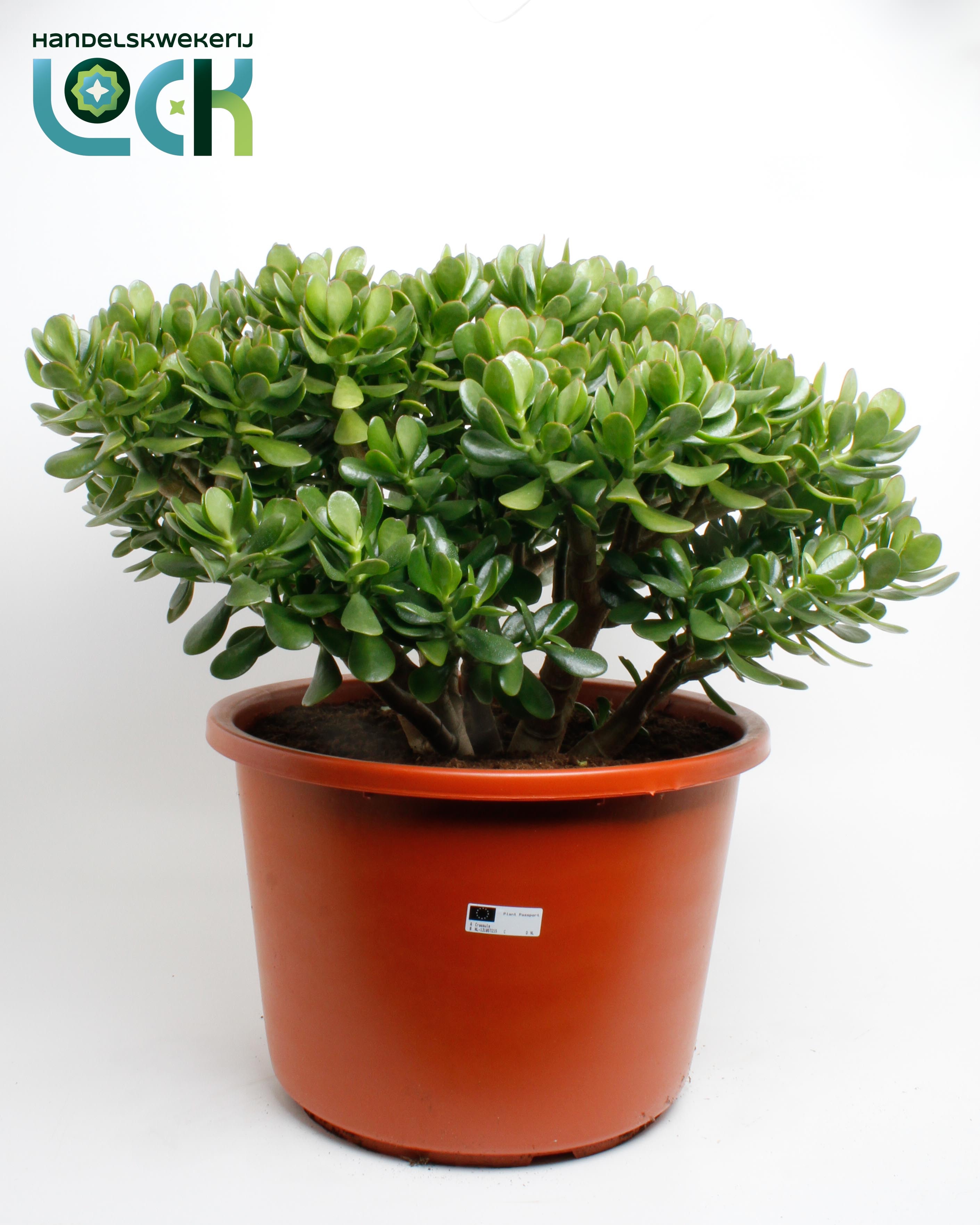 Горшечные цветы и растения оптом Crassula Ovata от 1шт из Голландии с доставкой по России