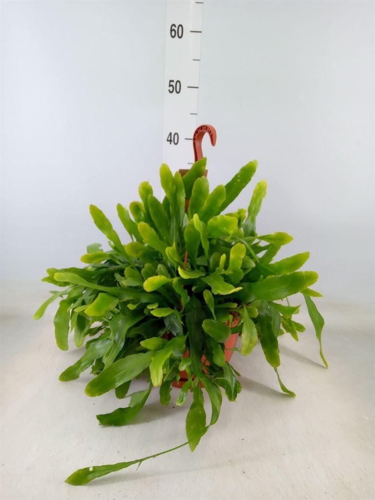 Горшечные цветы и растения оптом Epiphyllum   ... от 1шт из Голландии с доставкой по России