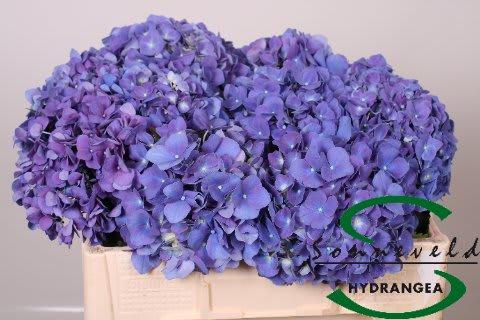 Срезанные цветы оптом Hydrangea pimpernel purple от 10шт из Голландии с доставкой по России