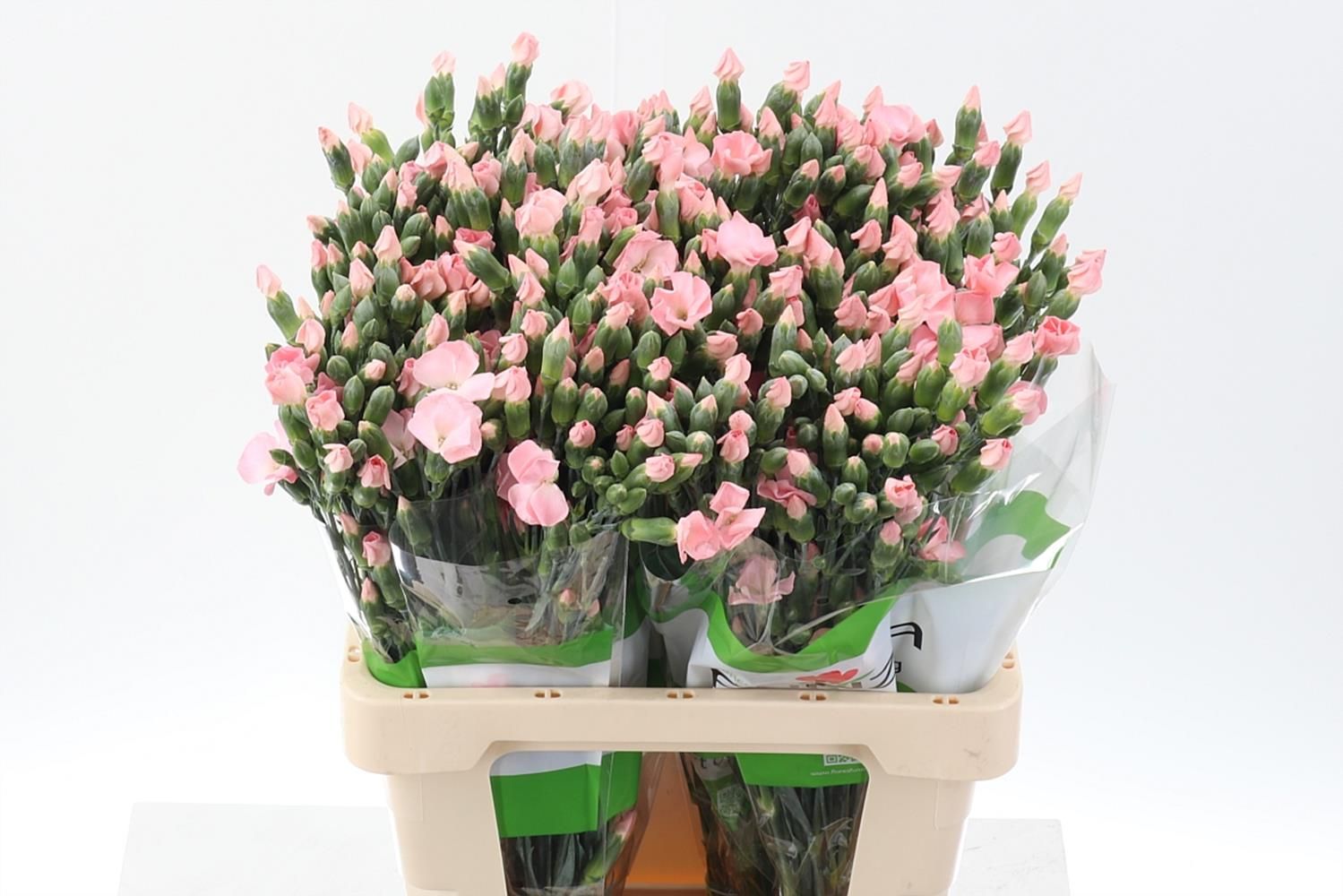 Срезанные цветы оптом Dianthus sp solomio cas от 100шт из Голландии с доставкой по России