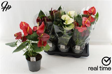 Горшечные цветы и растения оптом Anthu An Gem 3 Kl 5-6 P17. от 6шт из Голландии с доставкой по России