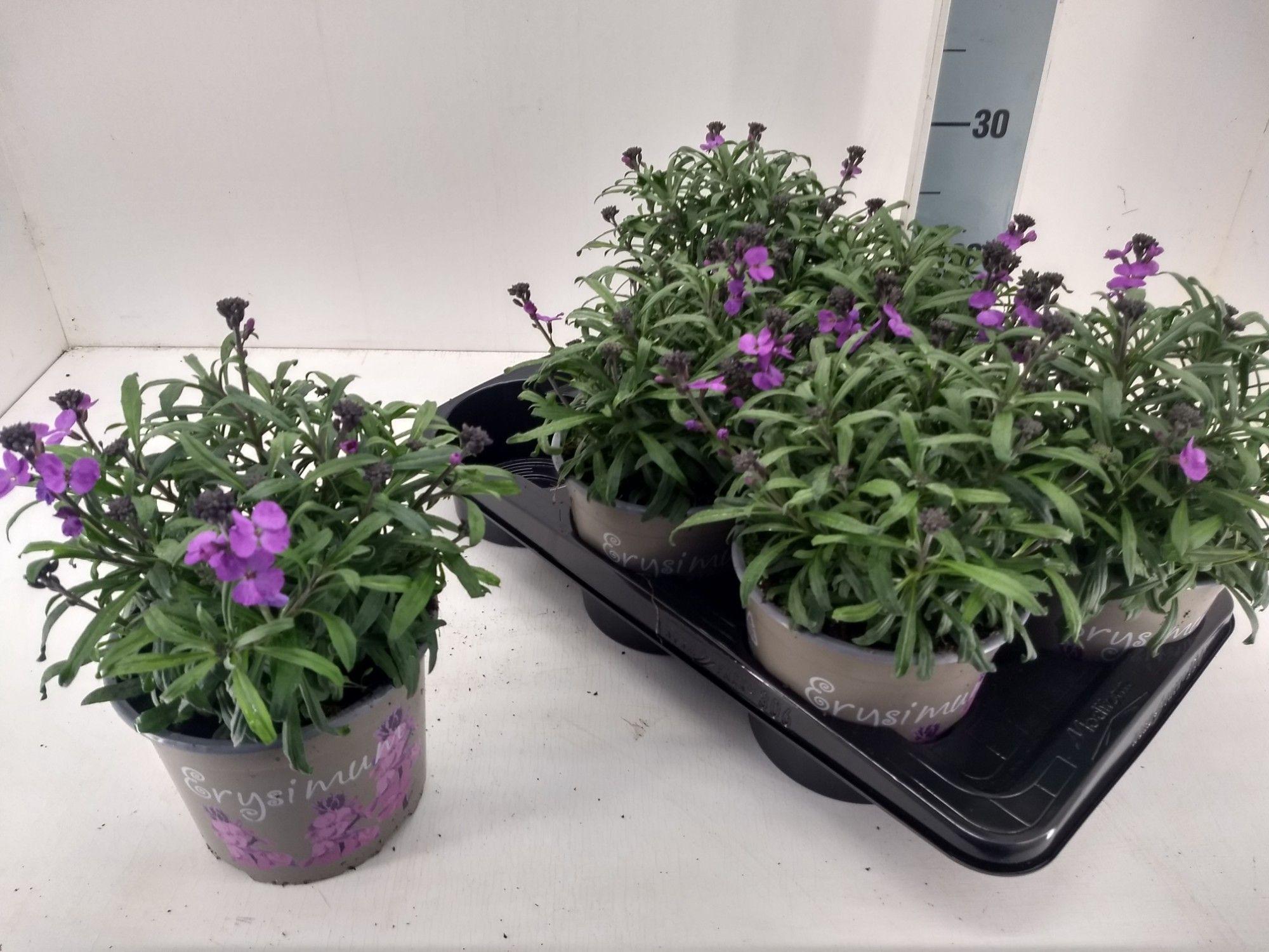 Горшечные цветы и растения оптом Erys Linifolium от 6шт из Голландии с доставкой по России