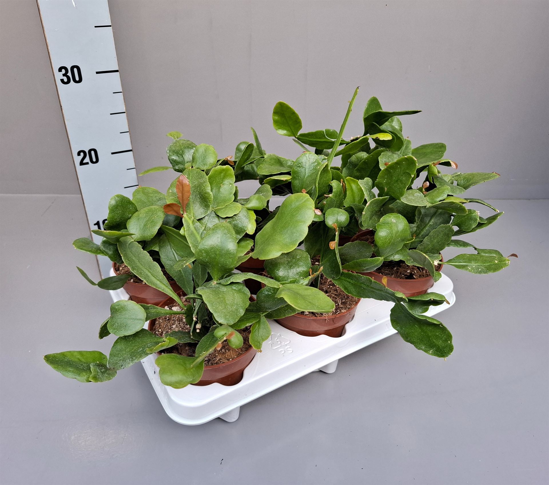 Горшечные цветы и растения оптом Rhipsalis   ... от 6шт из Голландии с доставкой по России