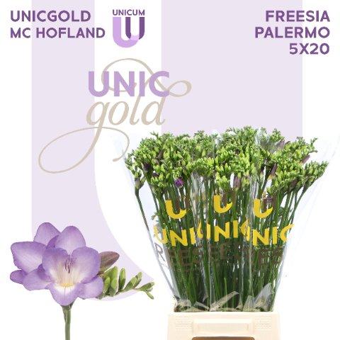 Срезанные цветы оптом Freesia si palermo от 100шт из Голландии с доставкой по России