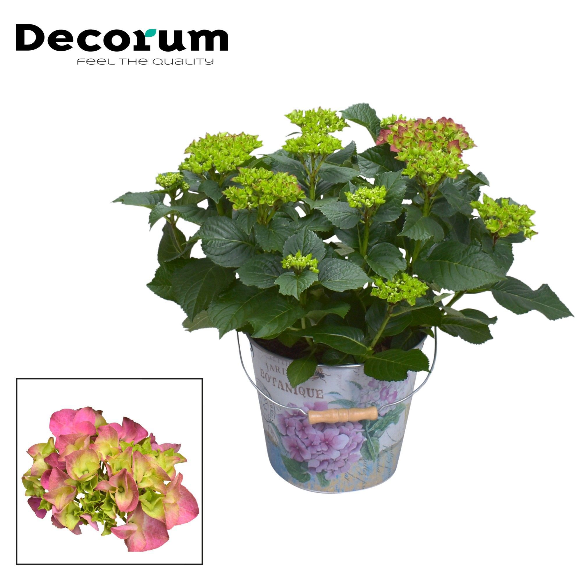 Горшечные цветы и растения оптом Hydrangea Boll Red 7+ In Bucket (decorum) от 1шт из Голландии с доставкой по России