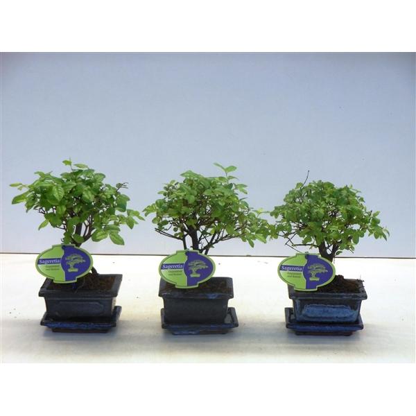 Горшечные цветы и растения оптом Bonsai Sageretia Theezans, 12cm., Broom, With Drip от 12шт из Голландии с доставкой по России Горшечные цветы и растения оптом Bonsai Sageretia Theezans, 12cm., Broom, With Drip от 12шт из Голландии с доставкой по России