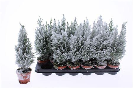Горшечные цветы и растения оптом Cham L Ellwoodii Snow от 18шт (для телеги) из Голландии с доставкой по России