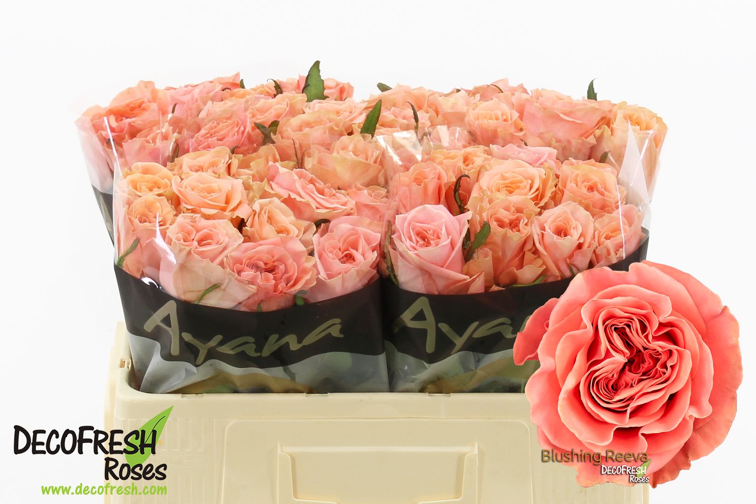 Срезанные цветы оптом Rosa large blushing reeva от 50шт из Голландии с доставкой по России