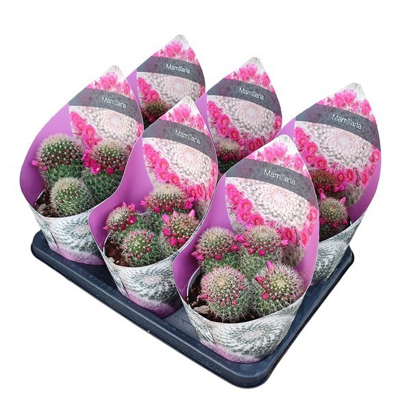 Горшечные цветы и растения оптом Mammillaria Spinosissima Potcover от 6шт из Голландии с доставкой по России