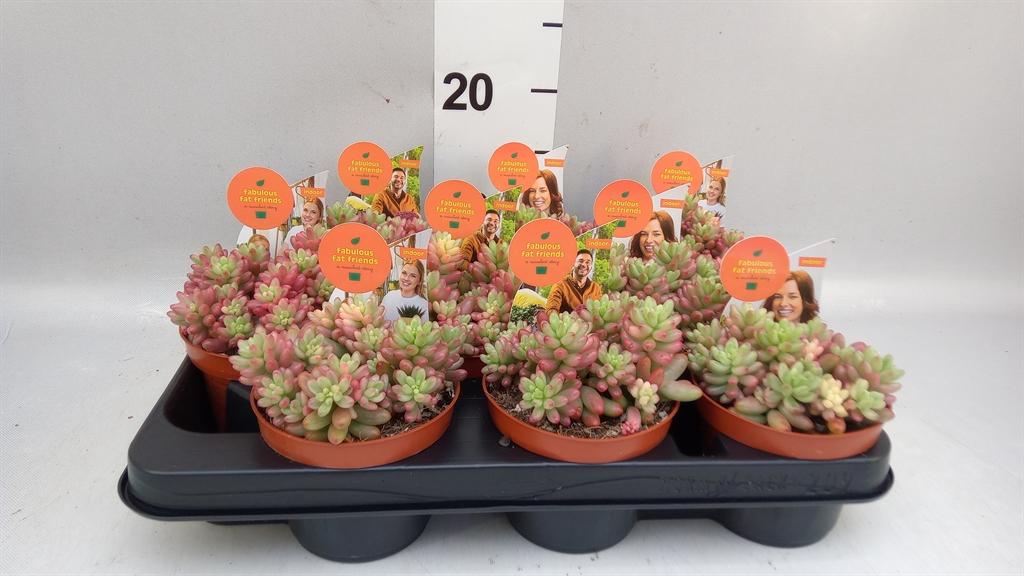Горшечные цветы и растения оптом Sedum Rubrotinctum aurora от 9шт из Голландии с доставкой по России