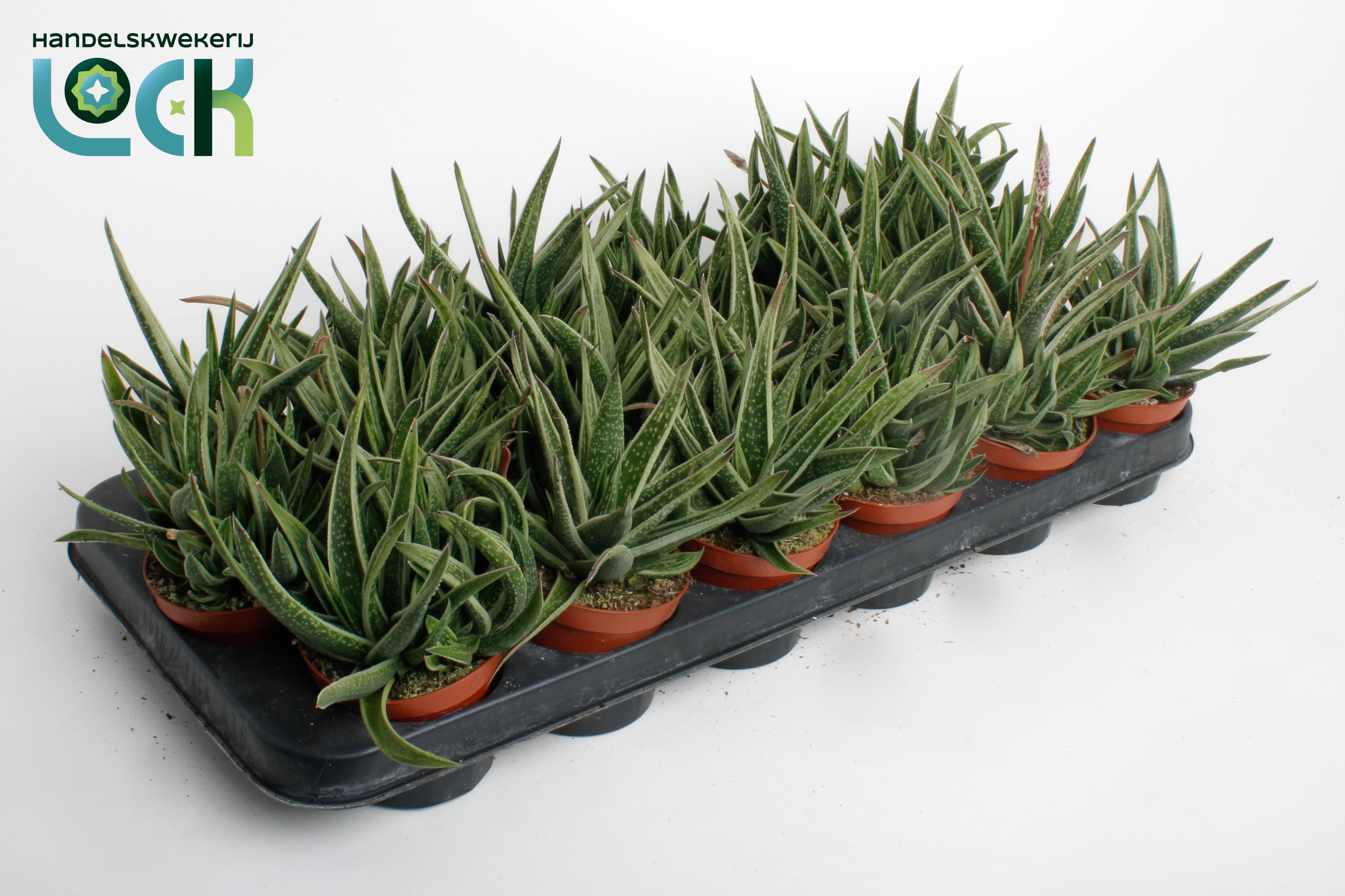 Горшечные цветы и растения оптом Gasteria Doreen от 18шт (для телеги) из Голландии с доставкой по России