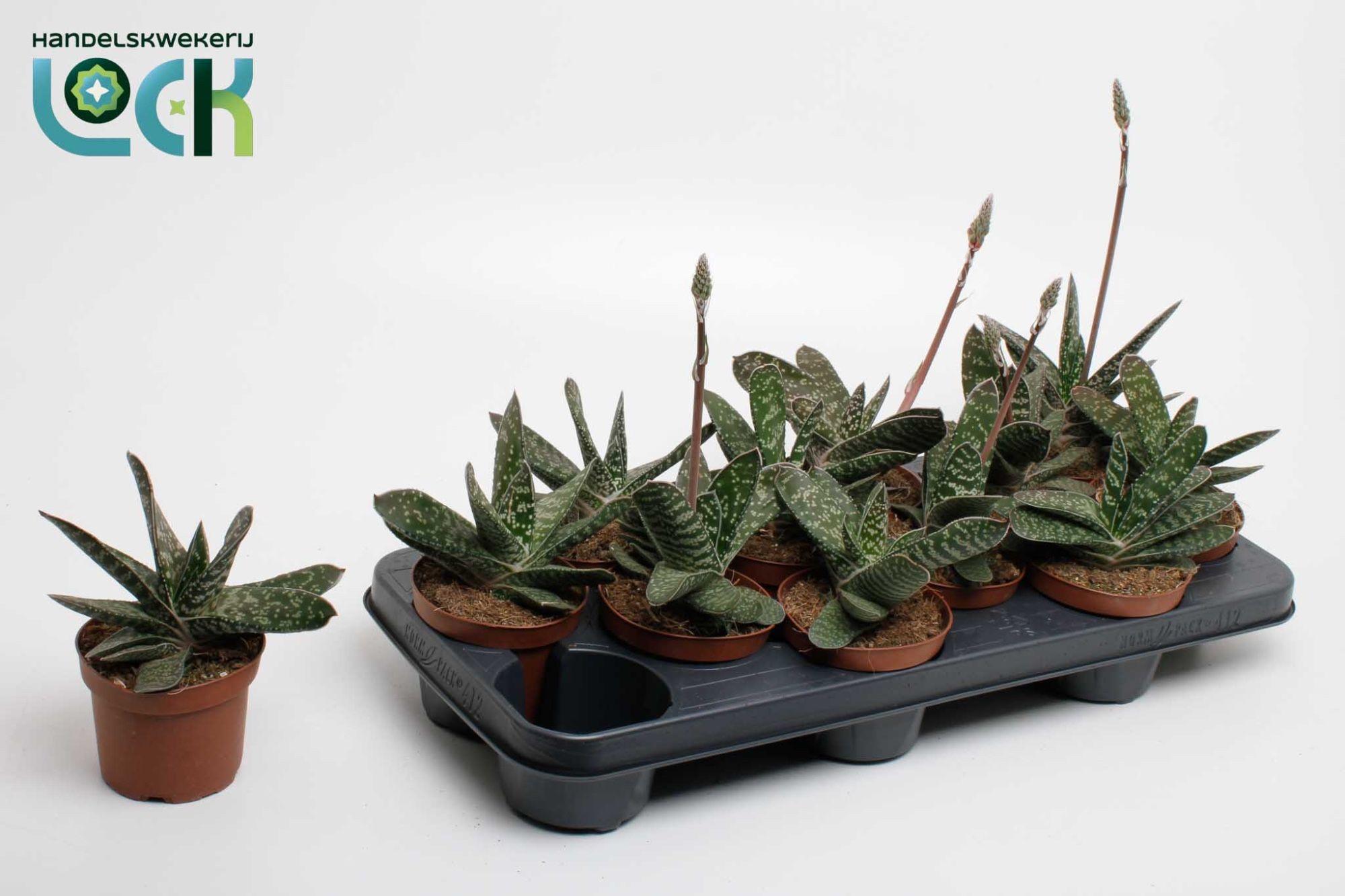 Горшечные цветы и растения оптом Gast Amour от 9шт из Голландии с доставкой по России Горшечные цветы и растения оптом Gast Amour от 9шт из Голландии с доставкой по России