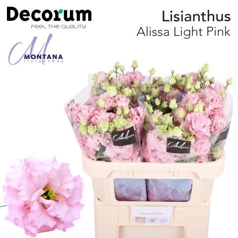 Срезанные цветы оптом Lisianthus do alissa light pink от 140шт из Голландии с доставкой по России