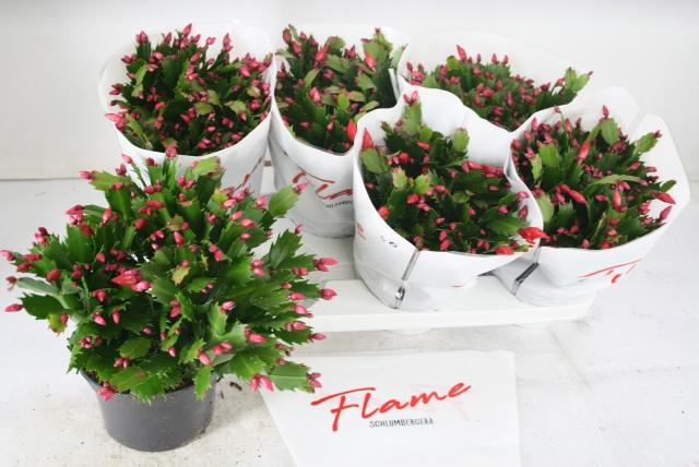 Горшечные цветы и растения оптом Schlumb Flame Red от 6шт из Голландии с доставкой по России