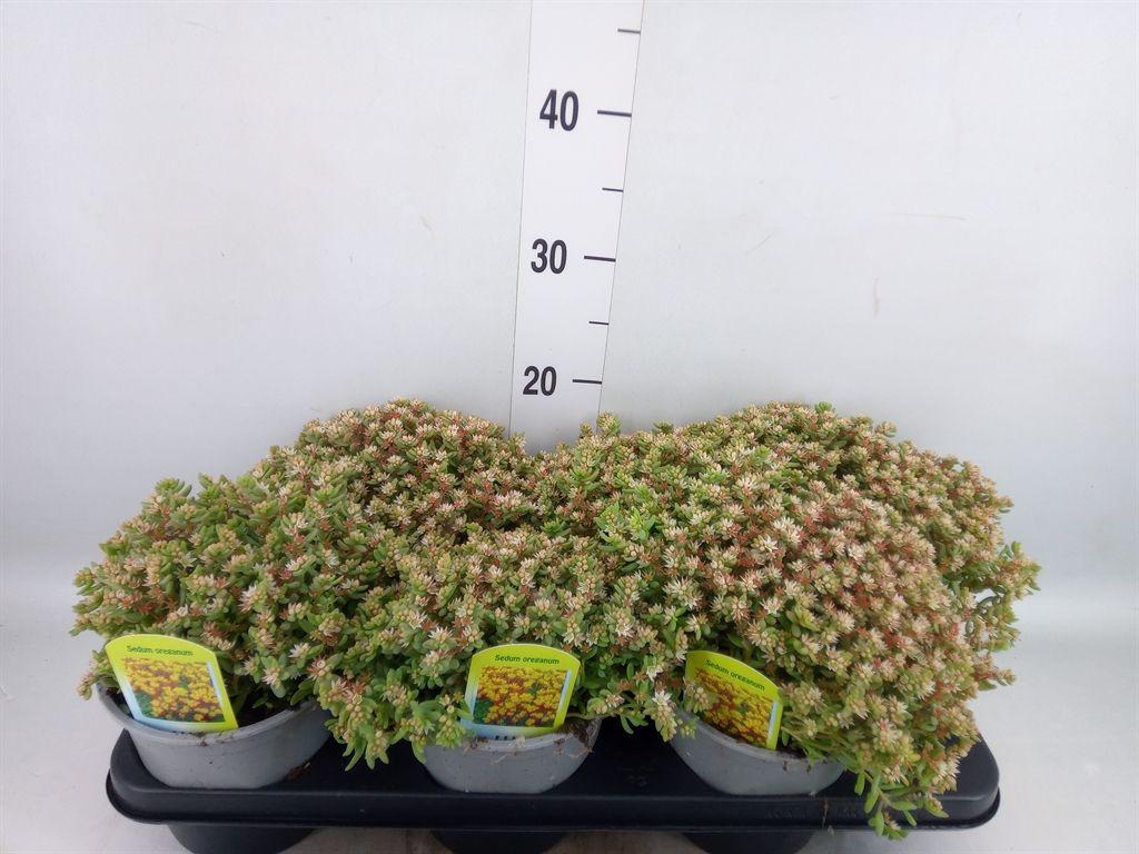 Горшечные цветы и растения оптом Sedum Oreganum от 6шт из Голландии с доставкой по России