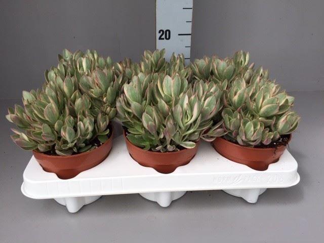 Горшечные цветы и растения оптом Crassula   ... от 6шт из Голландии с доставкой по России