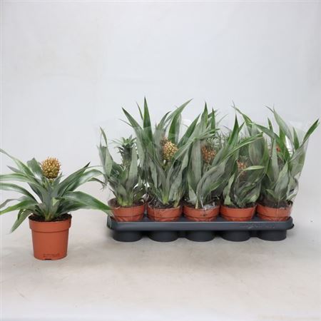 Горшечные цветы и растения оптом Ananas Mix * Spring Deal * от 10шт из Голландии с доставкой по России