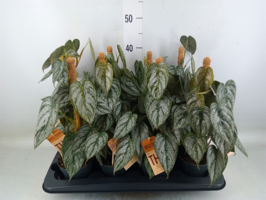 Горшечные цветы и растения оптом Cissus   ... от 8шт из Голландии с доставкой по России