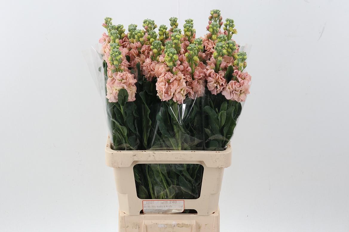 Срезанные цветы оптом Matthiola phantom apricot от 30шт из Голландии с доставкой по России