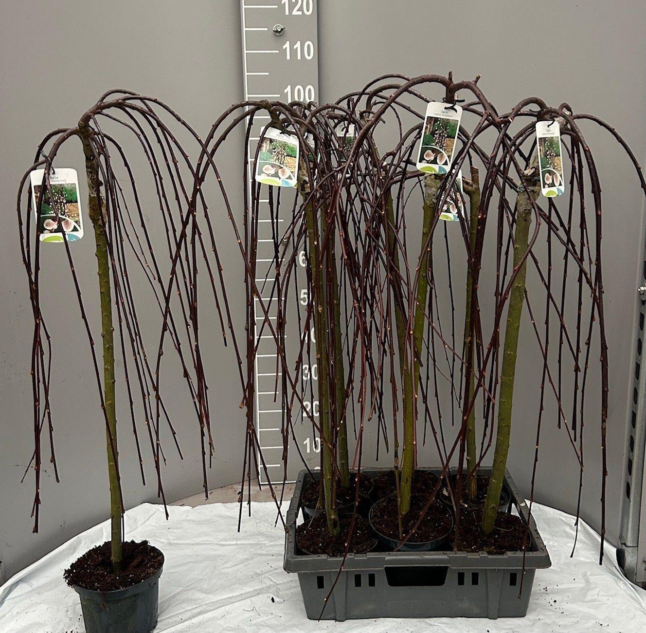 Горшечные цветы и растения оптом Salix Cap Kilmarnock от 6шт из Голландии с доставкой по России