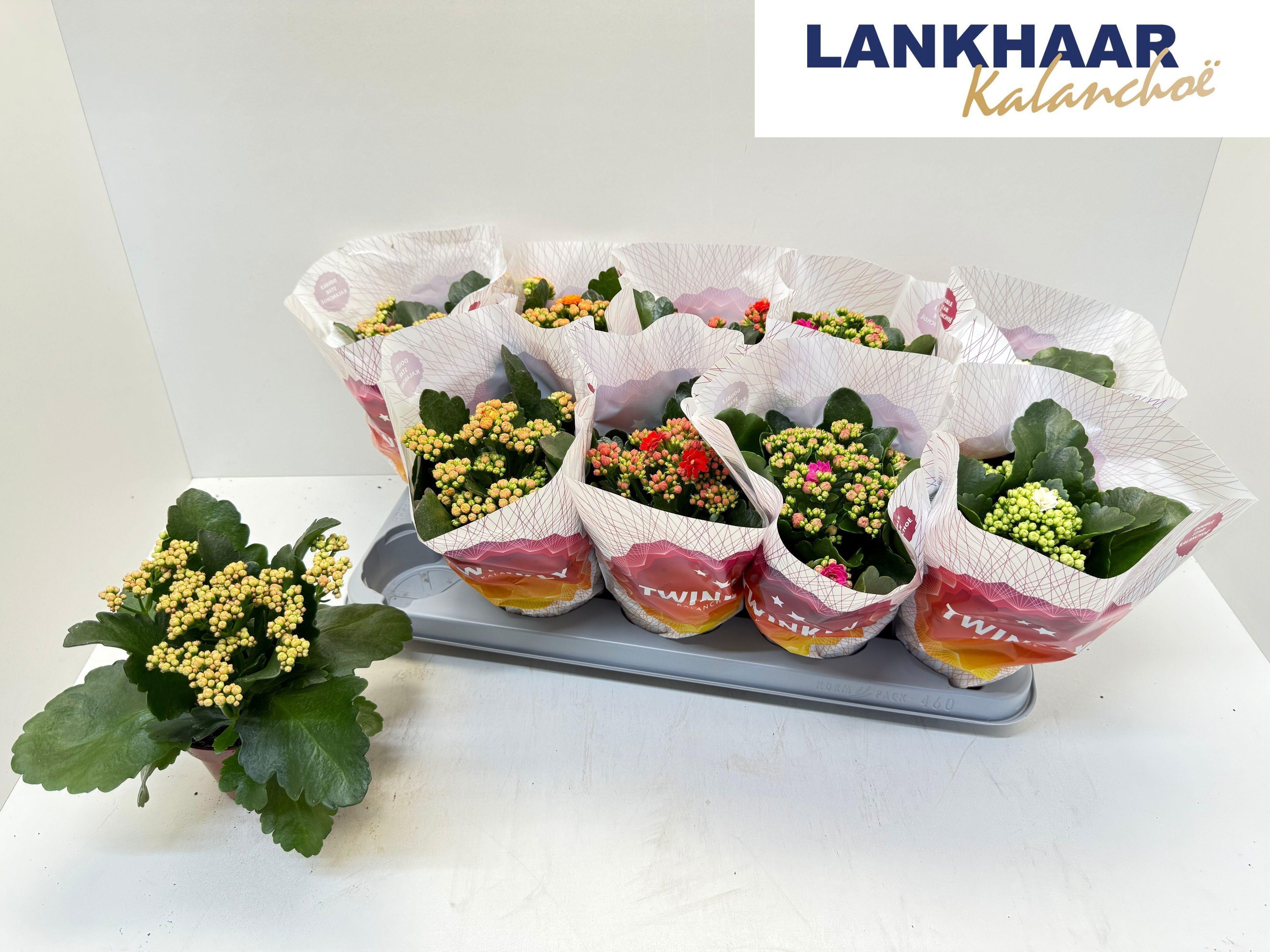 Горшечные цветы и растения оптом Kal Ge Perf Gem 5 Kl от 10шт из Голландии с доставкой по России