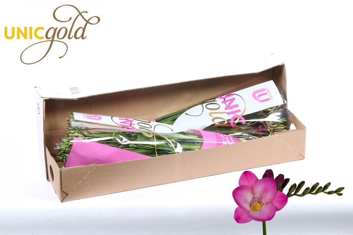 Срезанные цветы оптом Freesia si pink passion от 100шт.. из Голландии с доставкой по России