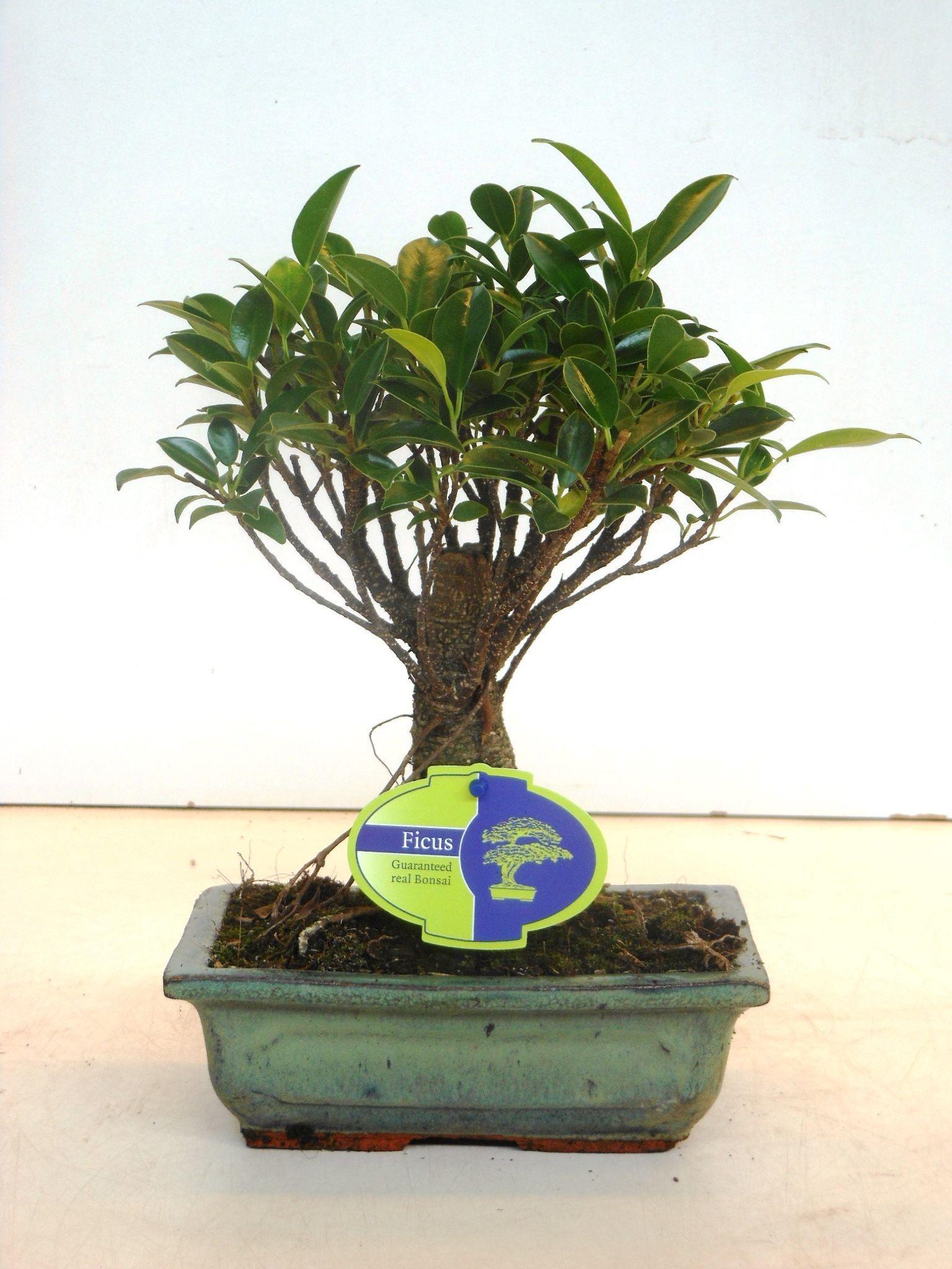 Горшечные цветы и растения оптом Bonsai Ficus Retusa, 20cm., Broom, Without Drip Tr от 6шт из Голландии с доставкой по России