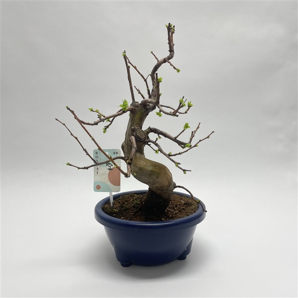 Горшечные цветы и растения оптом Bonsai Pseudocydonia от 1шт из Голландии с доставкой по России