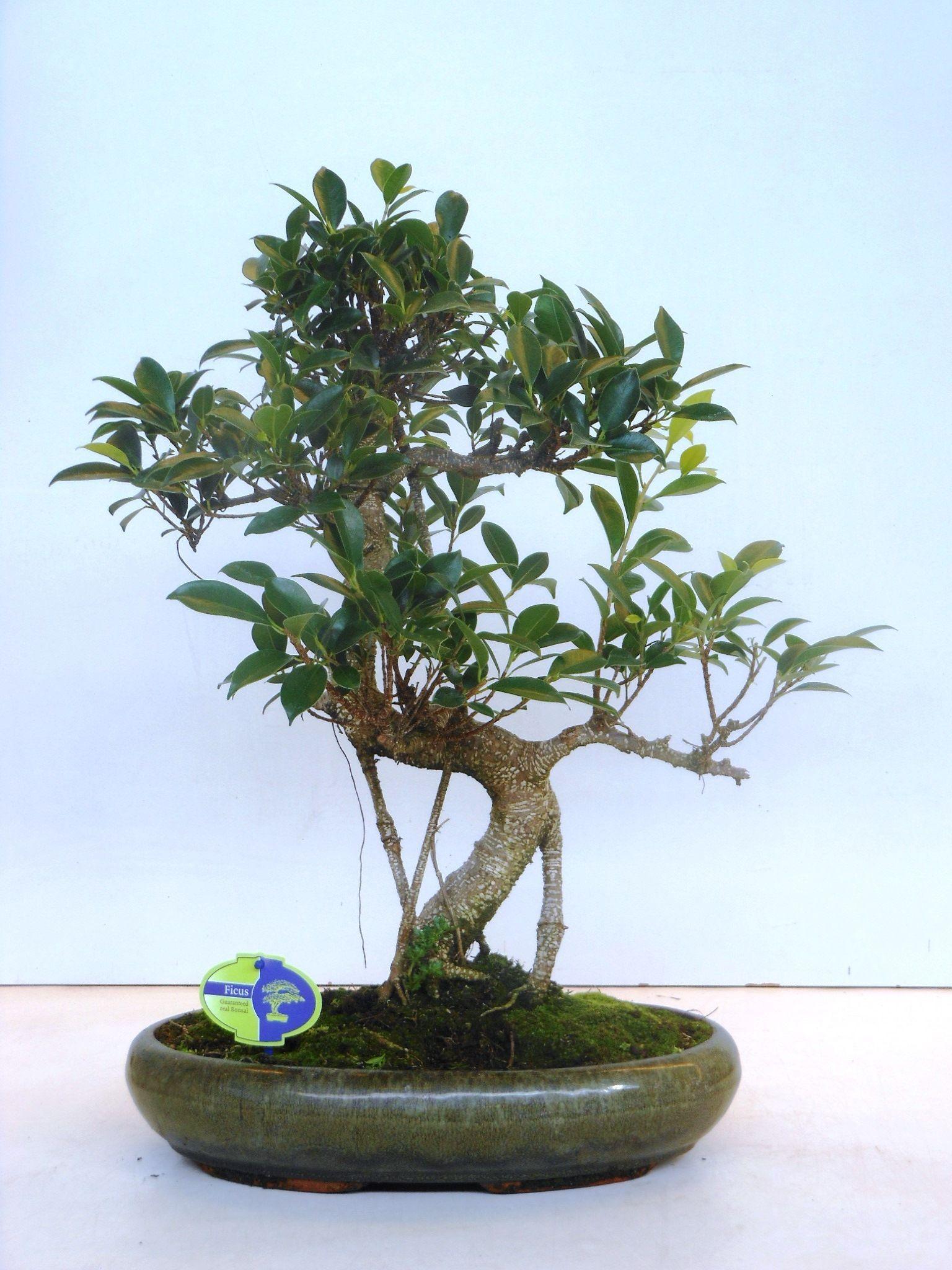Горшечные цветы и растения оптом Bonsai Ficus Retusa, Without от 1шт из Голландии с доставкой по России