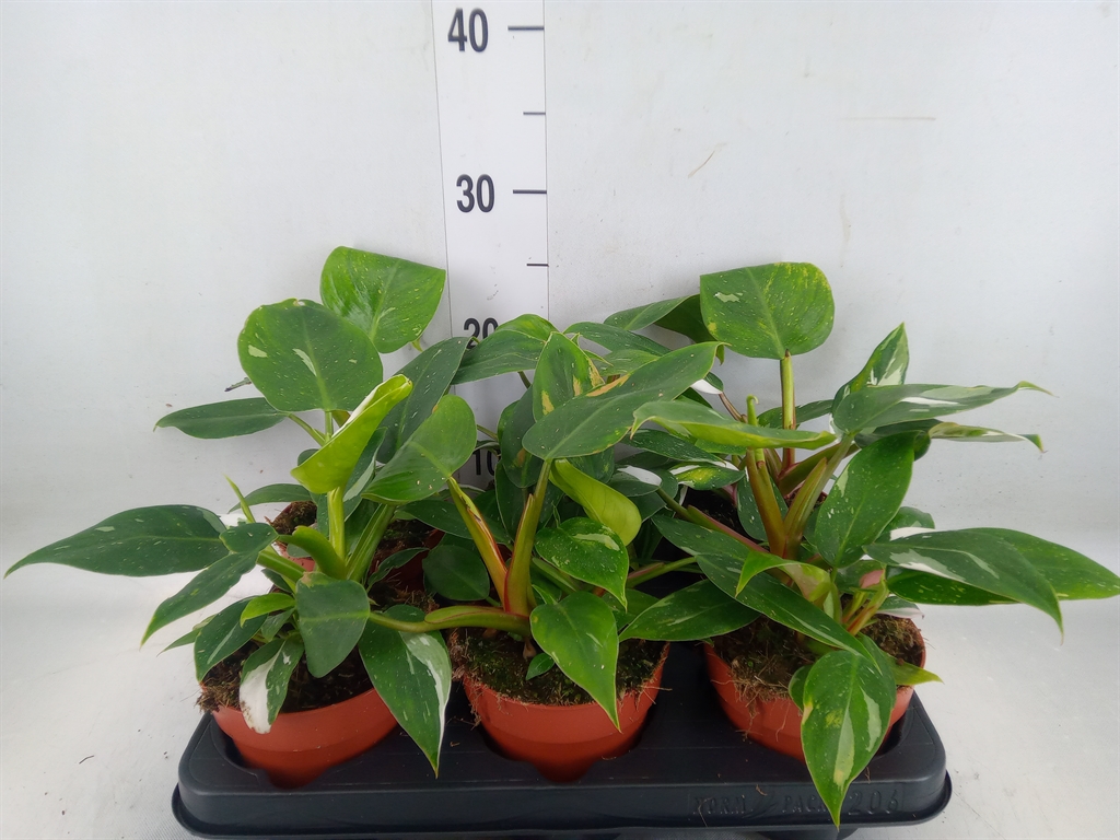 Горшечные цветы и растения оптом Philodendron   ... от 6шт' из Голландии с доставкой по России