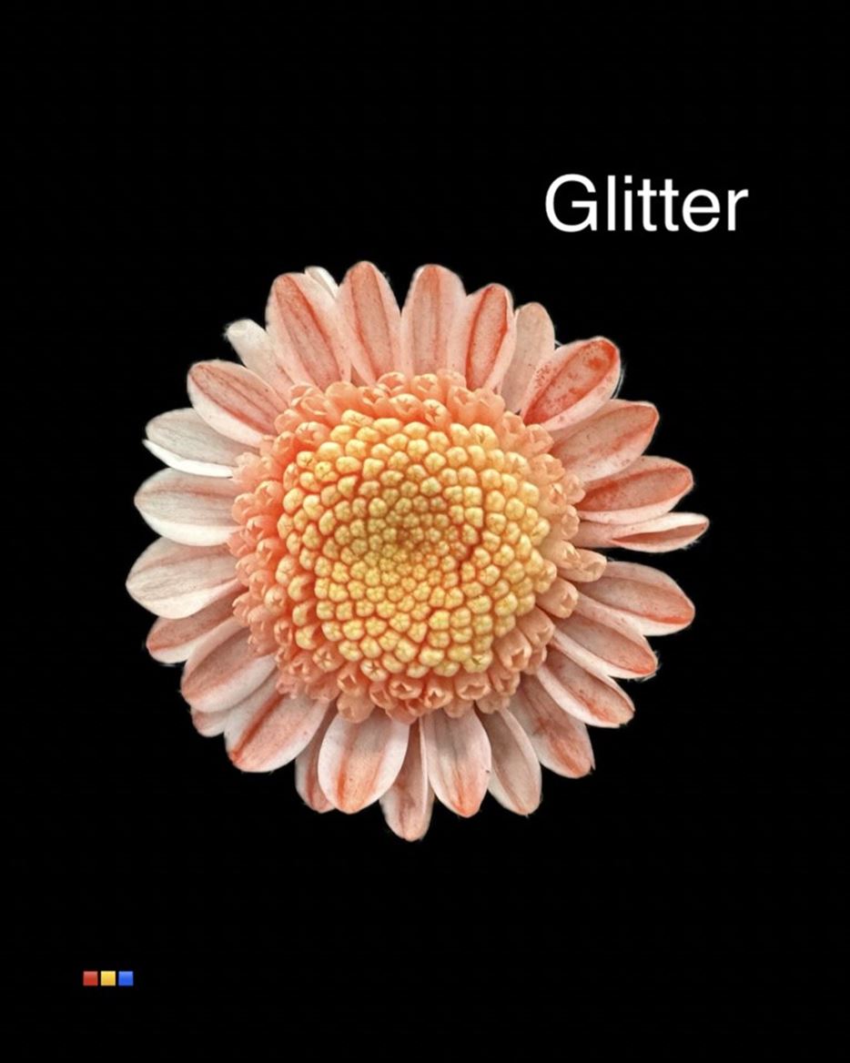 Срезанные цветы оптом Chrys sp paint stallion dusty red + glit от 60шт из Голландии с доставкой по России