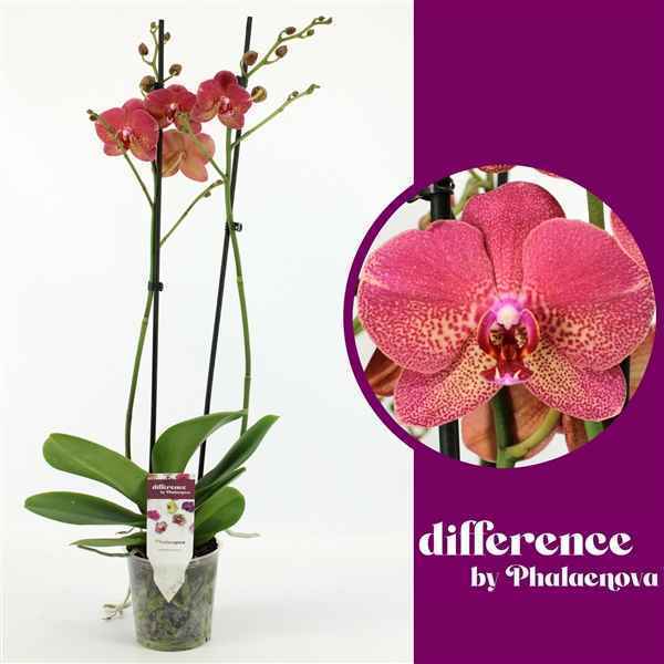 Горшечные цветы и растения оптом Phal 2st Raoul 14+ (phalaenova) от 10шт из Голландии с доставкой по России