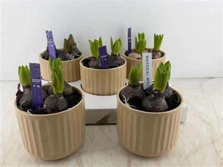 Горшечные цветы и растения оптом Hyac 3 Pp In Luxe Keramiek от 5шт из Голландии с доставкой по России