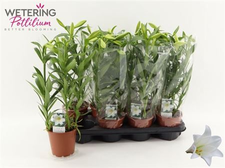 Горшечные цветы и растения оптом Lil Lo Miracle 3pp от 8шт из Голландии с доставкой по России