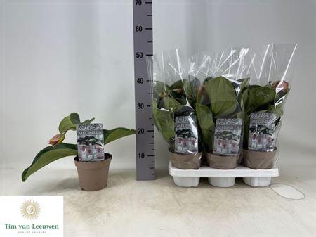 Горшечные цветы и растения оптом Medin Candy 1+ Flower от 6шт из Голландии с доставкой по России