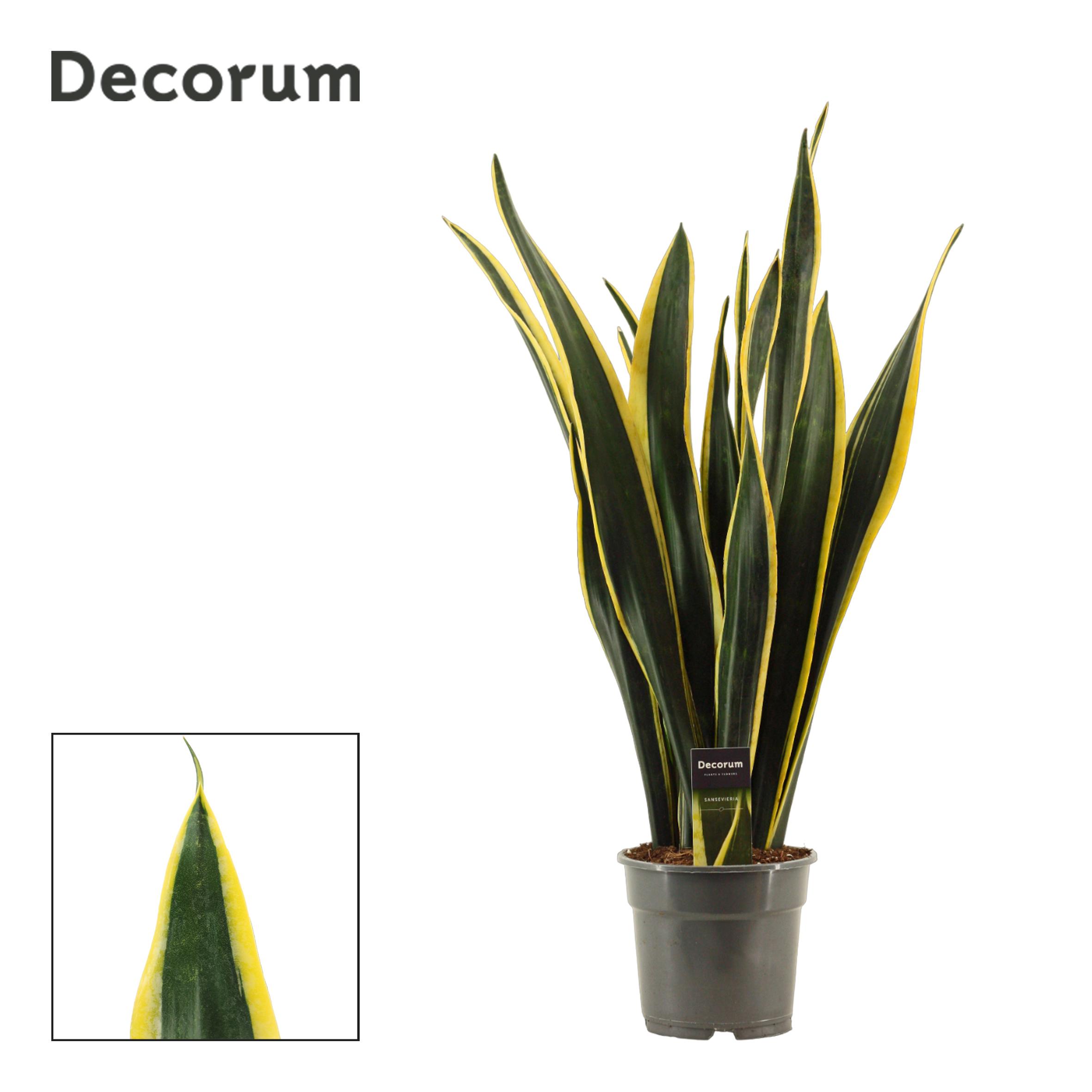 Горшечные цветы и растения оптом Sansevieria Black Gold (decorum) от 4шт из Голландии с доставкой по России