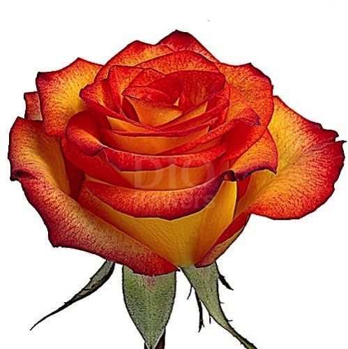 Розы оптом HIGH AND MAGIC из Эквадора с доставкой по России Розы оптом HIGH AND MAGIC из Эквадора с доставкой по России