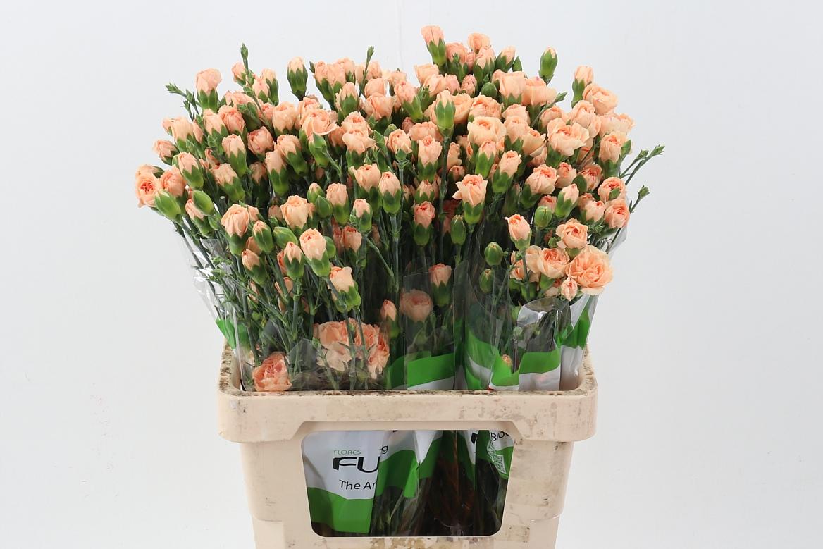 Срезанные цветы оптом Dianthus sp thar от 100шт из Голландии с доставкой по России