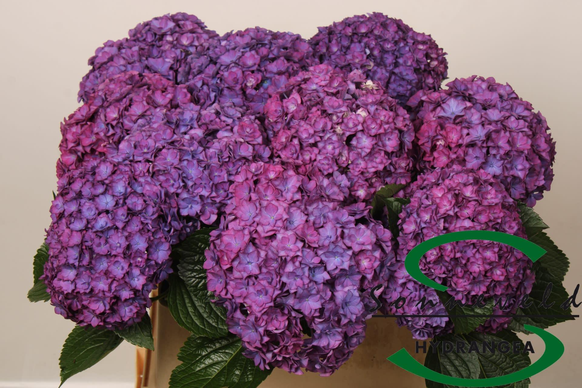 Срезанные цветы оптом Hydrangea royal anastasia purple от 10шт из Голландии с доставкой по России