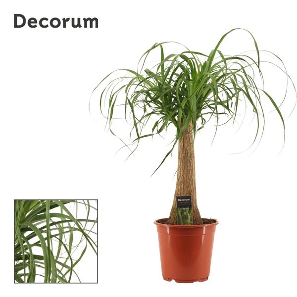Горшечные цветы и растения оптом Beaucarnea On Stem Variegated (decorum) от 1шт из Голландии с доставкой по России