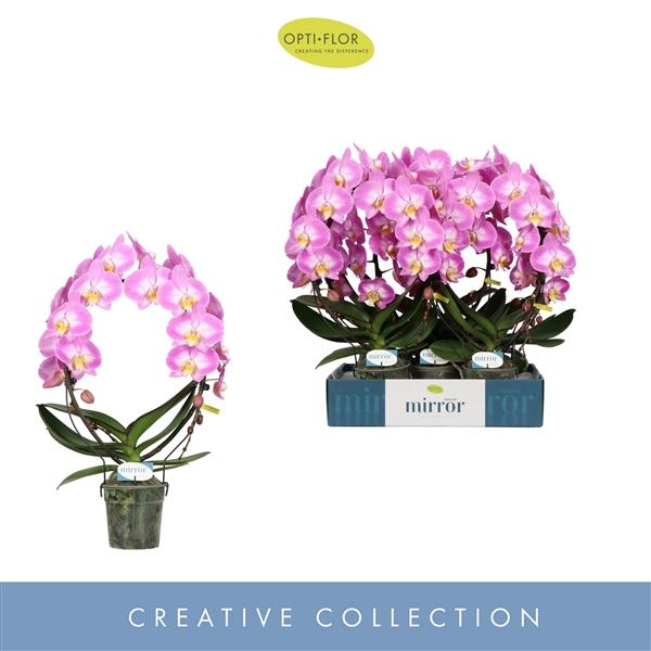 Горшечные цветы и растения оптом Phal 2st Mirror Miracle Kiara от 5шт из Голландии с доставкой по России
