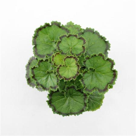 Горшечные цветы и растения оптом Geranium Distinction от 8шт из Голландии с доставкой по России