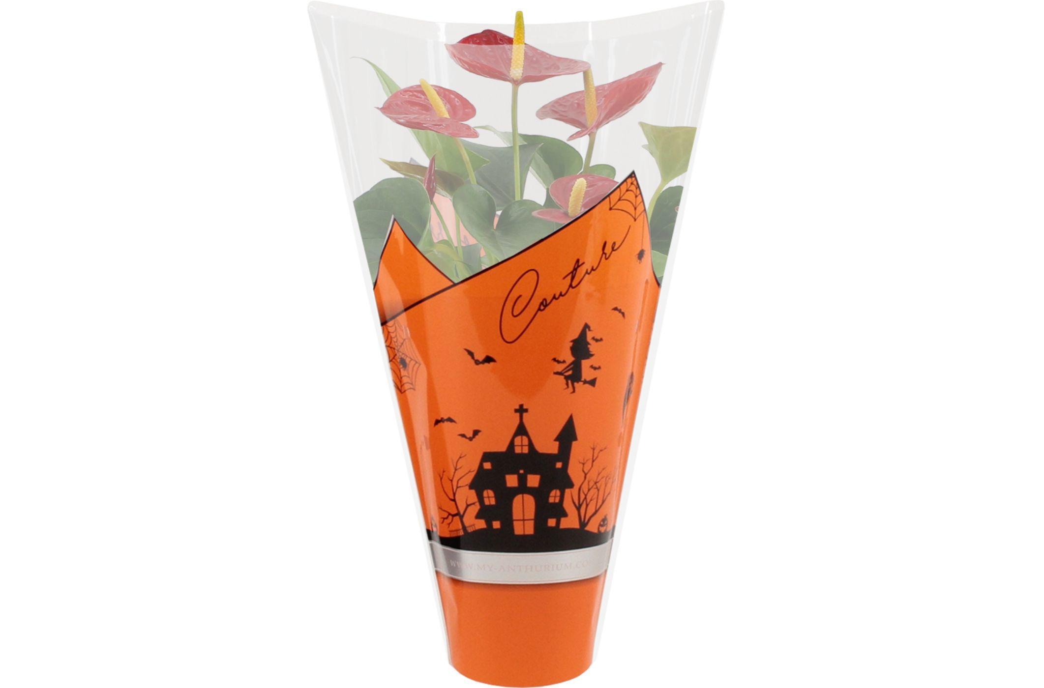 Горшечные цветы и растения оптом Anthurium 12 Cm Esudo In Halloween Sleeve от 10шт из Голландии с доставкой по России