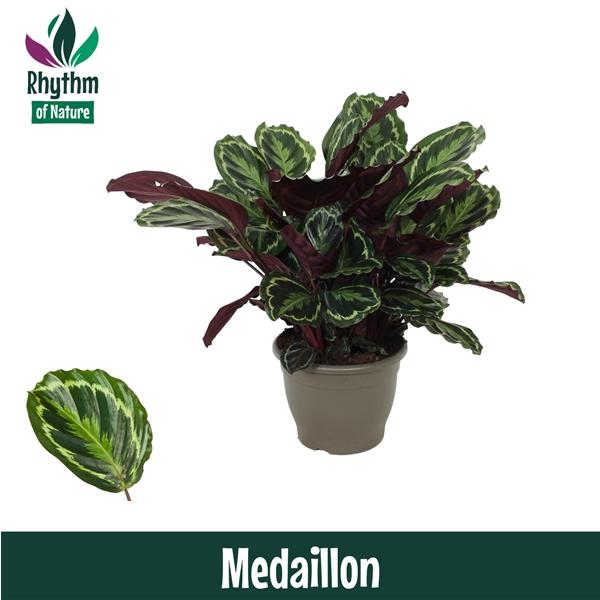 Горшечные цветы и растения оптом Calathea Medaillon (rhythm Of Nature) от 1шт из Голландии с доставкой по России