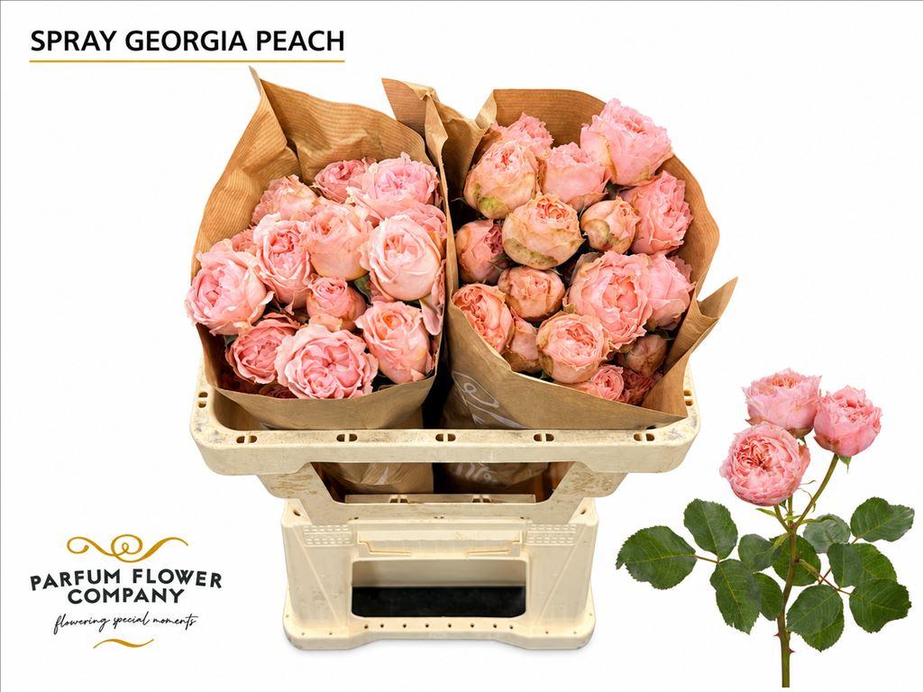 Срезанные цветы оптом Rosa spray garden georgia peach от 12шт из Голландии с доставкой по России