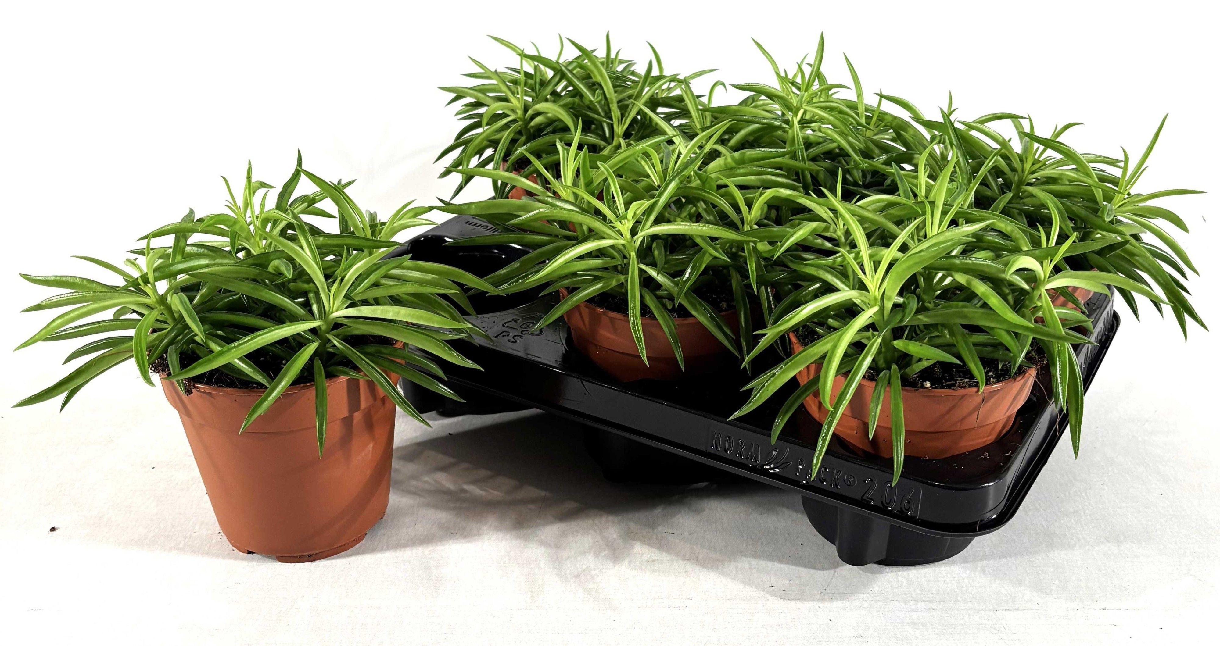 Горшечные цветы и растения оптом Pep Ov от 6шт из Голландии с доставкой по России